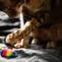 zabawki dla kota