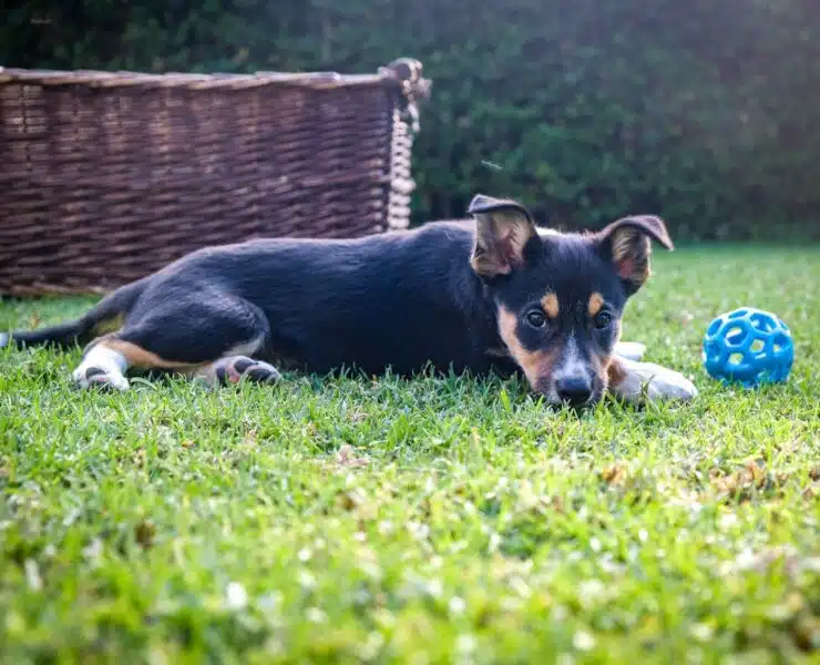 interaktywne zabawki dla psów