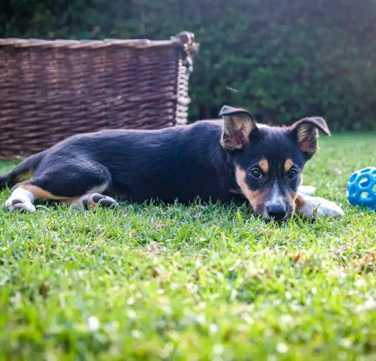 interaktywne zabawki dla psów