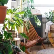 rośliny balkon