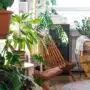 rośliny balkon